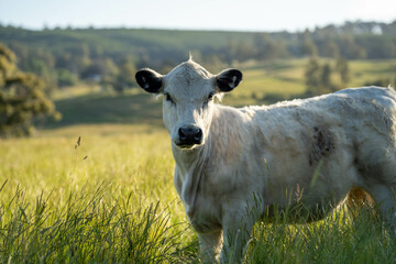 wagyu angus cows Mixed Herd of Healthy Beef Cattle Grazing on Lush Green Pasture. Regenerative...