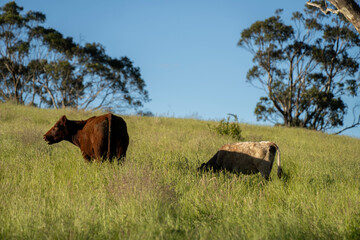 wagyu angus cows Mixed Herd of Healthy Beef Cattle Grazing on Lush Green Pasture. Regenerative...