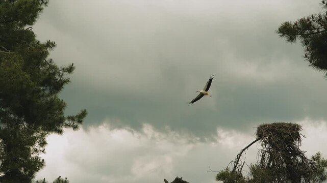 Stork flying near nest in pine forest under cloudy sky, El Espinar