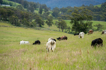 Fototapeta premium wagyu angus cows Mixed Herd of Healthy Beef Cattle Grazing on Lush Green Pasture. Regenerative Sustainable Australian Agriculture, Responsible Livestock Farming, and Natural Environment in Australia