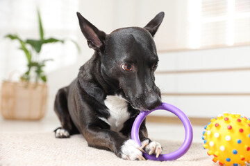 Cute dog chewing toy on floor at home