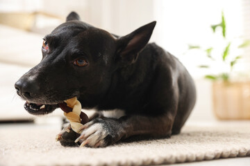 Cute dog chewing bone on floor at home