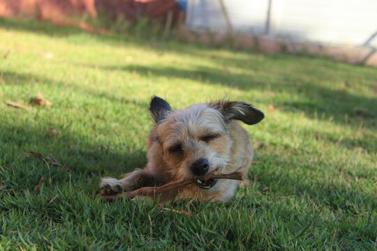 Small mixed-breed dog standing on green grass with a tongue out, enjoying a sunny day. The animal is set against a vivid red clay wall, creating a warm and natural contrast in the outdoor setting.