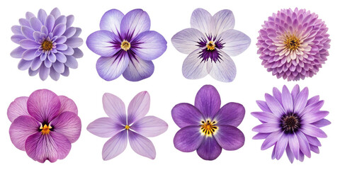 Fototapeta premium Beautiful collection of purple flowers showcasing various shapes and sizes, perfect for floral designs and nature themes