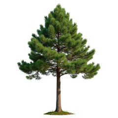 Fototapeta premium Tall evergreen tree with lush green needles and sturdy trunk, providing natural and serene atmosphere
