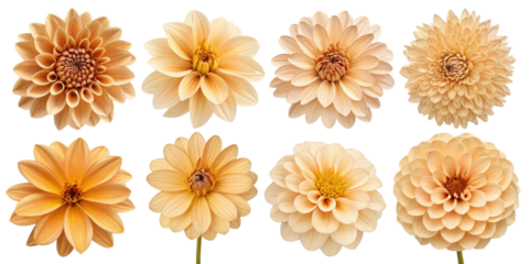 Beautiful collection of peach colored flowers showcasing various shapes and sizes, perfect for floral arrangements or design projects