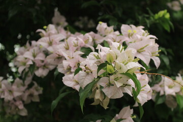 white flowers on a green bush Close-up of Light Pink Bougainvillea Flowers in Bloom A close-up photograph of light pink bougainvillea flowers in full bloom, with vibrant green leaves and a soft, natur