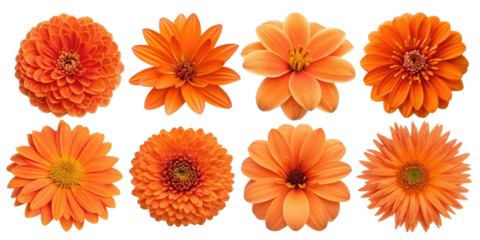 Bright orange flowers arranged in beautiful display, showcasing various types and shapes, perfect for adding vibrant touch to any design