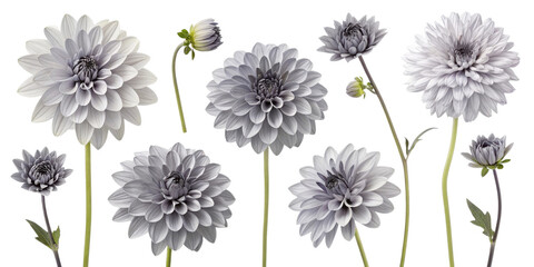 Beautiful gray flowers in various stages of bloom, showcasing intricate petals and delicate details, perfect for floral designs
