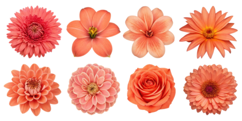 Vibrant collection of pink and orange flowers showcasing various shapes and sizes, perfect for floral arrangements and decorations