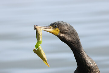 A Cormorant, Phalacrocorax carbo, with a water lily leaf in its beak.
