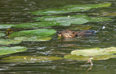 A Muskrat, Ondatra zibethicus, feeding on waterlilies growing in a canal.