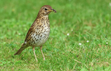 A Song Thrush, Turdus philomelos, on the grass with a beak full of insects, which it is going to feed to its babies in a nearby nest.
