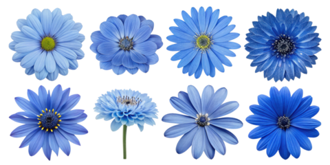 Blue flowers in various shapes and sizes create stunning visual display, showcasing nature beauty and diversity