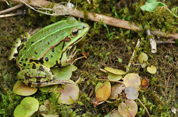 A Pool Frog, Pelophylax lessonae, sitting at the edge of a pond.
