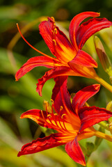 Red/yellow daylilies