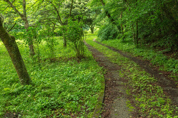 群馬県みどり市の東宮公園で撮影された、森林に囲まれた緑豊かな散策路。柔らかな自然光と新緑が広がる、春から初夏にかけての穏やかな風景。森林浴やハイキング、背景素材にも最適。

