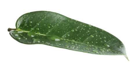 Green jasmine leaf with water drops isolated on white