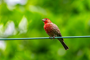 House finch on a wire