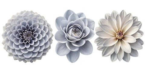 Beautiful floral arrangement featuring three distinct flowers in shades of gray and white, showcasing intricate petal designs and textures