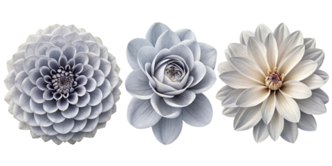 Beautiful floral arrangement featuring three distinct flowers in shades of gray and white, showcasing intricate petal designs and textures