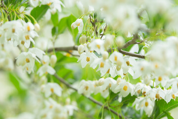 群馬県みどり市で撮影したエゴノキ（Styrax japonica）の白い花と新緑が美しい初夏の自然風景。柔らかい光に包まれた花々が揺れる穏やかな雰囲気の森林公園の中の一コマ。

