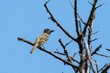 Great Crested Flycatcher