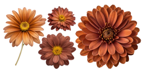 Beautiful arrangement of orange and brown flowers showcasing various sizes and shapes, perfect for floral designs and decorations