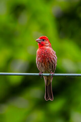 House finch on a wire 2