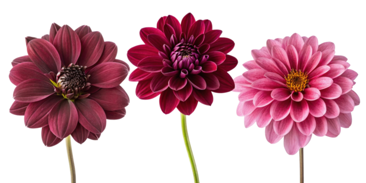 Three beautiful flowers in shades of burgundy and pink, showcasing their vibrant petals and unique shapes, evoke sense of elegance and charm