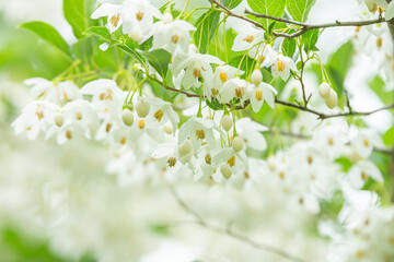 群馬県みどり市で撮影したエゴノキ（Styrax japonica）の白い花と新緑が美しい初夏の自然風景。柔らかい光に包まれた花々が揺れる穏やかな雰囲気の森林公園の中の一コマ。

