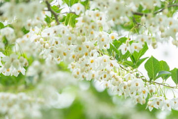 群馬県みどり市で撮影したエゴノキ（Styrax japonica）の白い花と新緑が美しい初夏の自然風景。柔らかい光に包まれた花々が揺れる穏やかな雰囲気の森林公園の中の一コマ。

