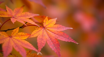 Autumnal Maple: Vibrant Fall Foliage Detail