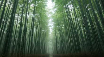 Bamboo Forest Canopy: Serene Green Tunnel
