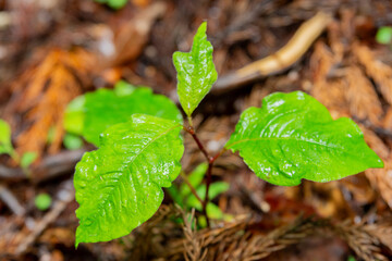 群馬県みどり市の雨上がりの森で芽吹いたばかりの新芽をマクロ撮影　雨露が光る瑞々しい新緑と柔らかな玉ボケ背景が春～初夏の成長と生命力を感じさせる自然素材
