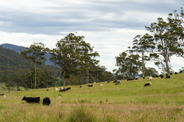wagyu angus cows Mixed Herd of Healthy Beef Cattle Grazing on Lush Green Pasture. Regenerative...