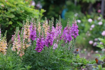 Vibrant Foxglove Flowers in Full Bloom Surrounded by Lush Greenery and Colorful Garden Background with a Gentle Touch of Nature's Charm