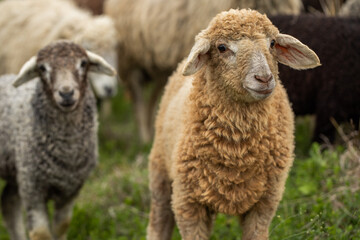 Fototapeta premium Close Up Portrait of a Sheep on a Farm in Green Pasture.