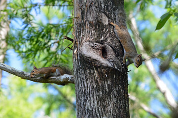 Two Squirrels in a tree, one lying on its belly on a branch, the other climbing down the trunk with...