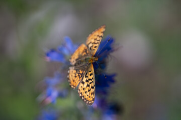 Obraz premium Small Pearl-bordered Fritillary (Boloria selene)