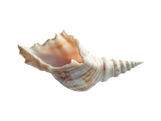 Elegant seashell spiral conch ocean treasure isolated transparent background