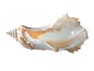 Elegant Seashell Ocean Decor Coastal Theme Summer Vacation Tropical Seashore White Spiral Shell