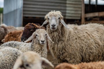 Close Up Portrait of a Sheep on a Farm in Green Pasture.