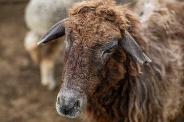 Close Up Portrait of a Sheep on a Farm in Green Pasture.