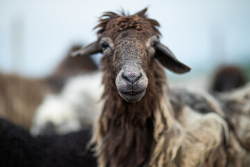 Obraz premium Close Up Portrait of a Sheep on a Farm in Green Pasture.