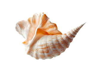 Exquisite Orange and White Seashell Spiral Shell Ocean Treasure Summer Beach Decor