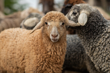 Close Up Portrait of a Sheep on a Farm in Green Pasture.