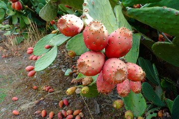 Colorful prickly pear fruit hangs from green cactus pads in a sunny landscape