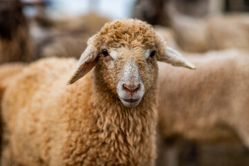 Close Up Portrait of a Sheep on a Farm in Green Pasture.