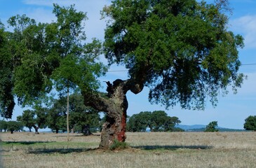 An ancient cork tree with a twisted trunk
